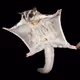 SugarGliders
