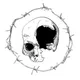 FDbones