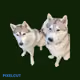 MyDogsAteMyNFTs