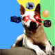 BuddyTheWebDog