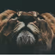 wildwonder
