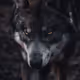 Vulo