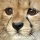 babycheetah