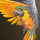 nft_guru_art