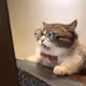 Virtual_Cat