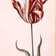 fran_red