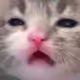 beanzzz