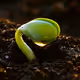 Seedsnft