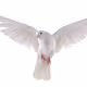Sevendove