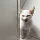 enola-