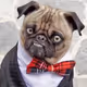 Puglord_Mexico