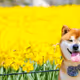 MDS_SHIB