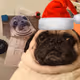 mops