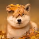 NftCloud