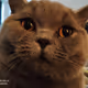 Tommy_cat79
