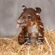 tapir