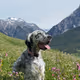 remy_gallerydog