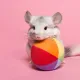 Chinchilla_Jean
