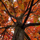 atxlifer