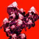 finalbloom