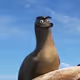 ShaquilleOSeal