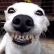ShepsTech
