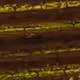 51ded_e