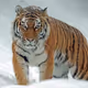 Tigerchen3