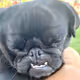 PugsLife22