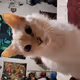 Pongo15334