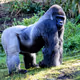 Gorillaaaaa