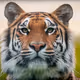 CTiger