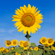 sunnysable