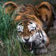 TigerBomb