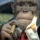 HeadMonkeyInCharge