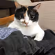 Fat_Cat_Profile