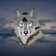 DramaticWolf