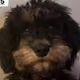 Ricki_the_Dog