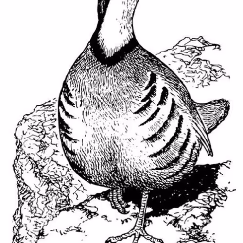 OpenSea profile picture for @Partridge