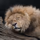 ZenLionNFT