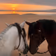 Horsees