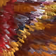 Faze_Desperado