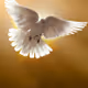 LouisAngeli
