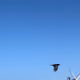 BlueSkyWeb