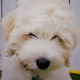 GimliP