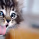 CatsmART