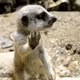 MeerkatsLord