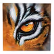 WeAreTigersharks