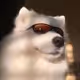 Husky77d