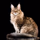 Royal-Cat